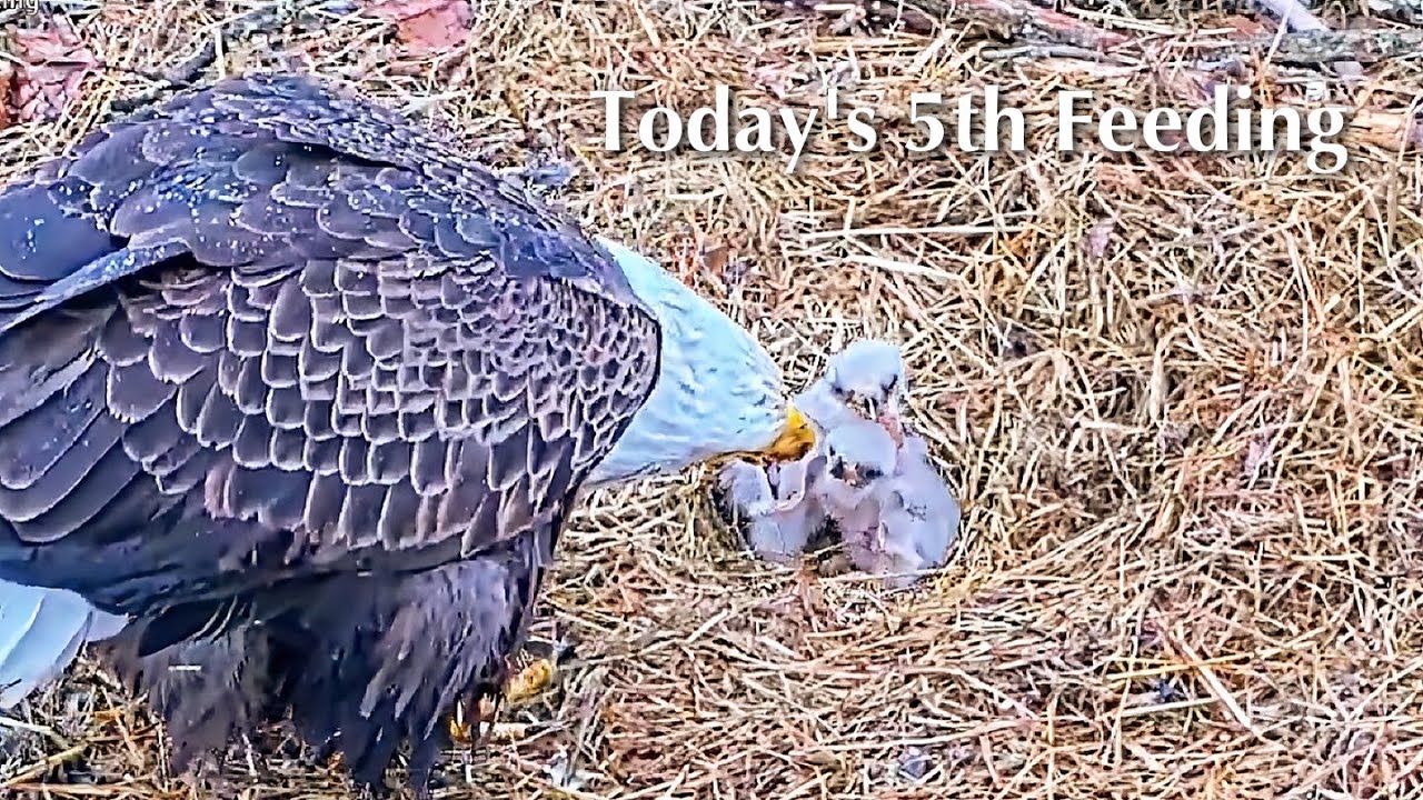#27🦅BC28🐥3° & BC29🐥1°／Bluff City Bald Eagle Nest 2026／Frances💗Franklin ／ETSU/BTES Eagle Cameras