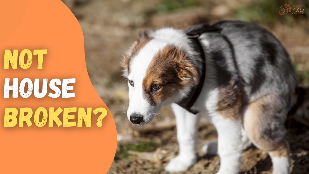 How to Deal With a Dog That Is Not Housebroken
