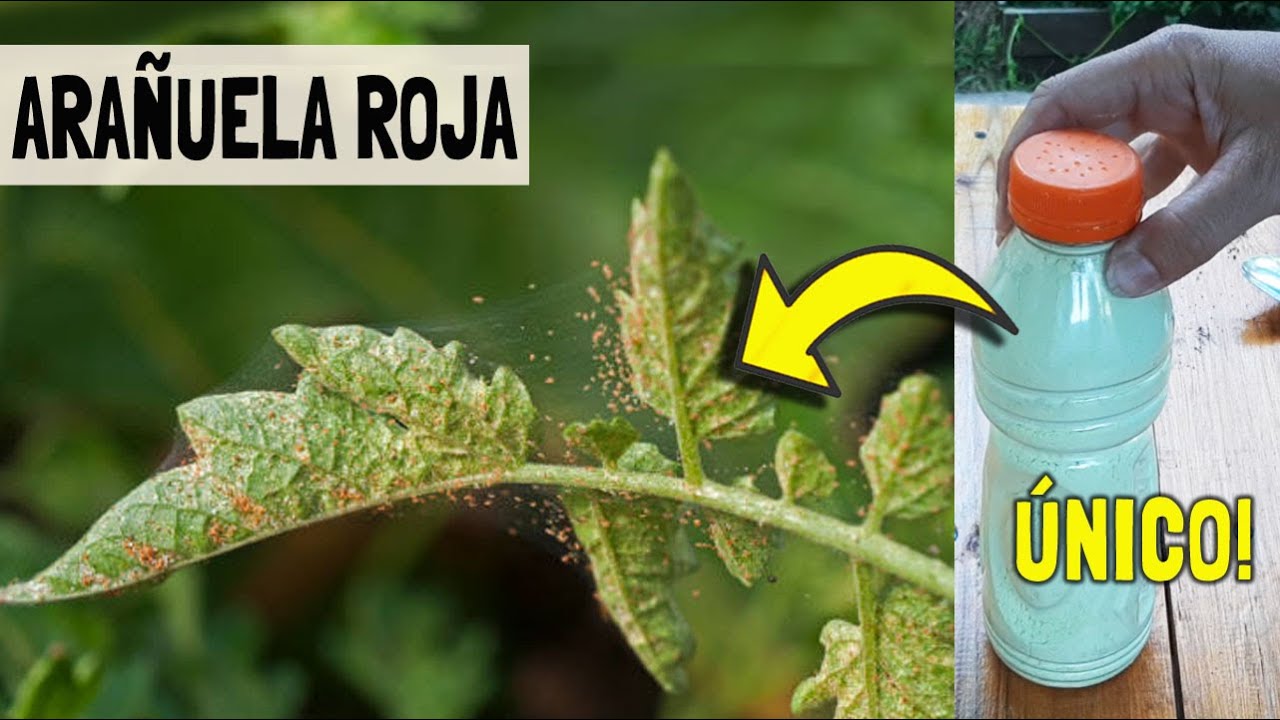 TUS TOMATERAS SE SECAN? Este es el único remedio efectivo de verdad y ecológico.