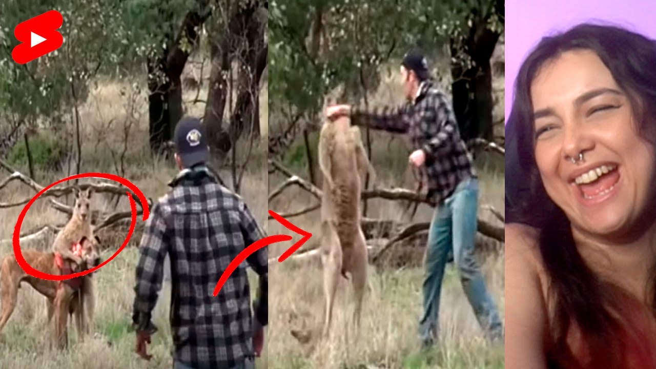 DEU UM SOCO NO GANGURU PRA SALVAR SEU CACHORRO
