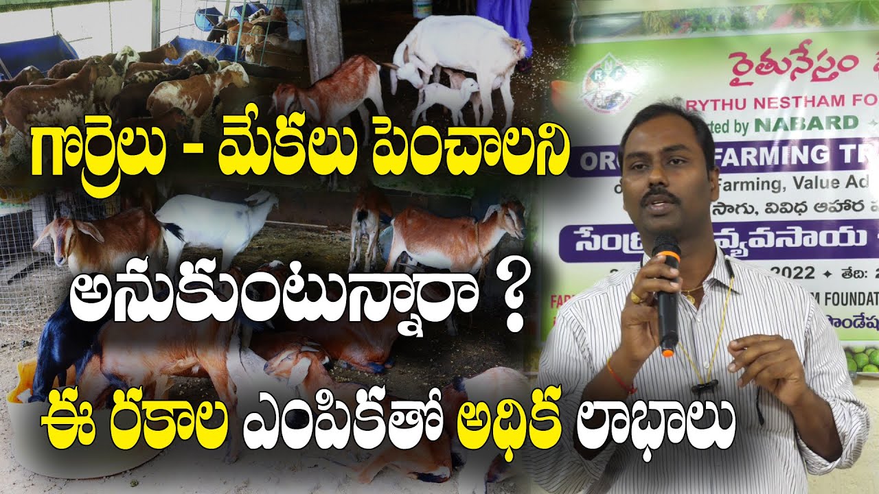 గొర్రెలు - మేకల పెంపకం | షెడ్డు నిర్మాణం, పోషణ, జాగ్రత్తలు | Livestock farming | Dr. G Ramakrishna