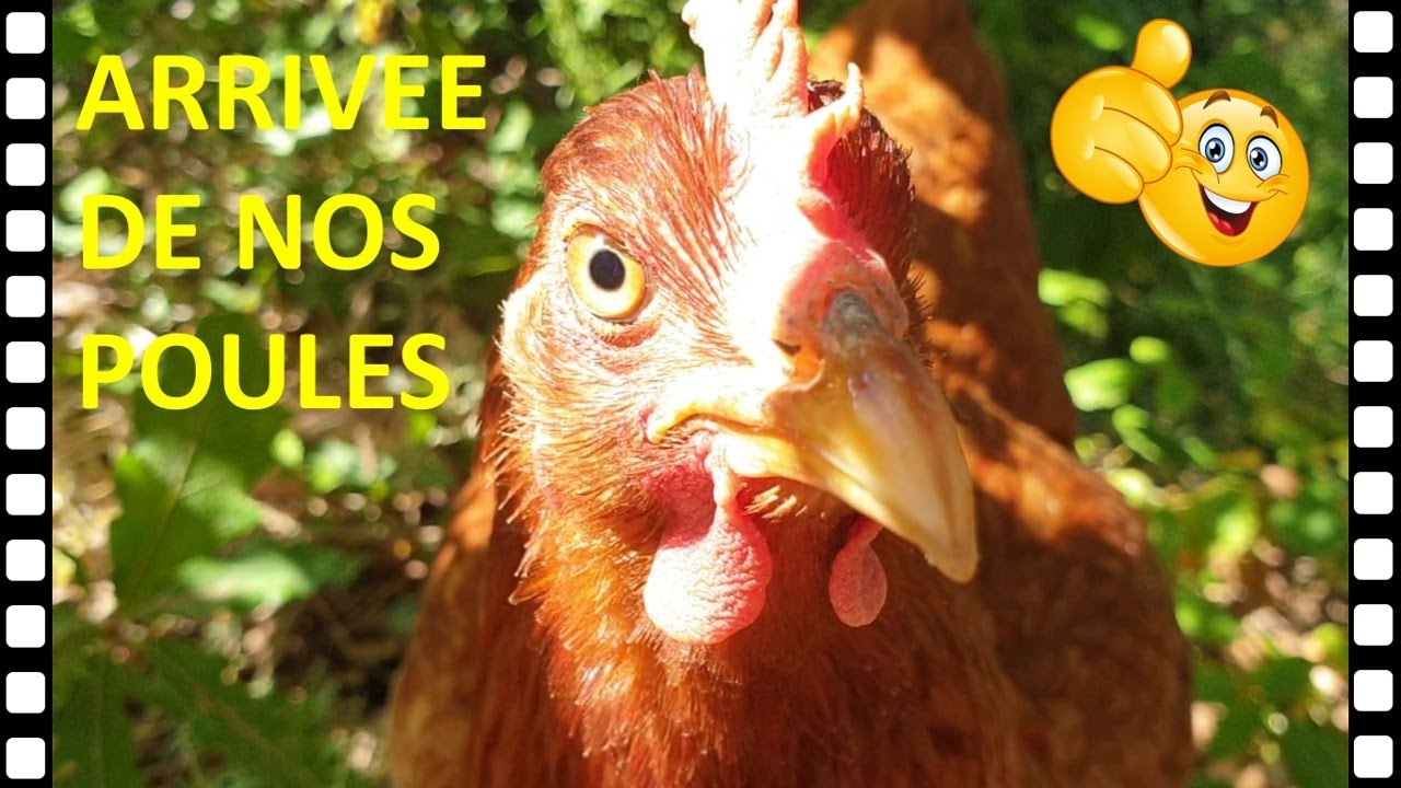 RÉUSSIR L’INTÉGRATION DE SES POULES