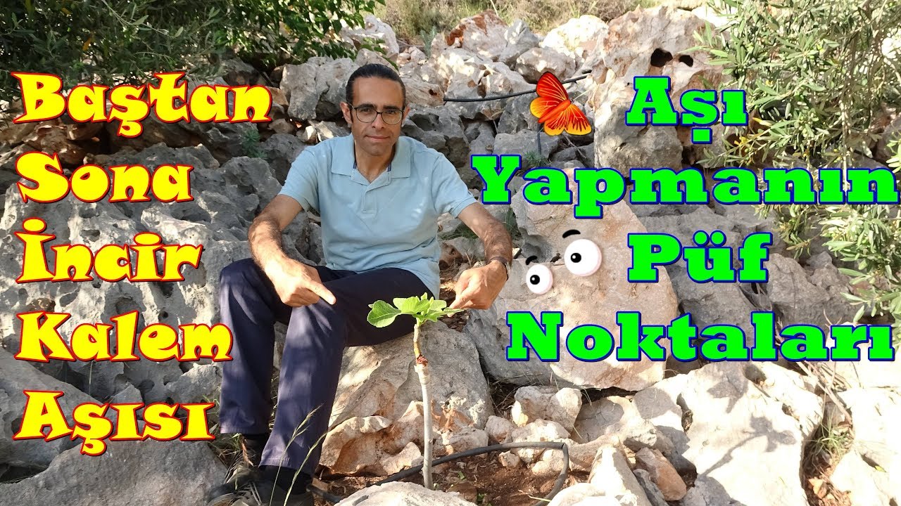 İncir Kalem Aşısı Nasıl ve Ne Zaman Yapılır?