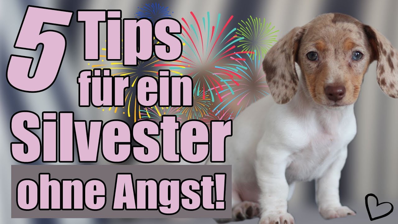 5 Tips f&uuml;r Silvester! So &uuml;bersteht dein Hund Silvester ohne Angst..