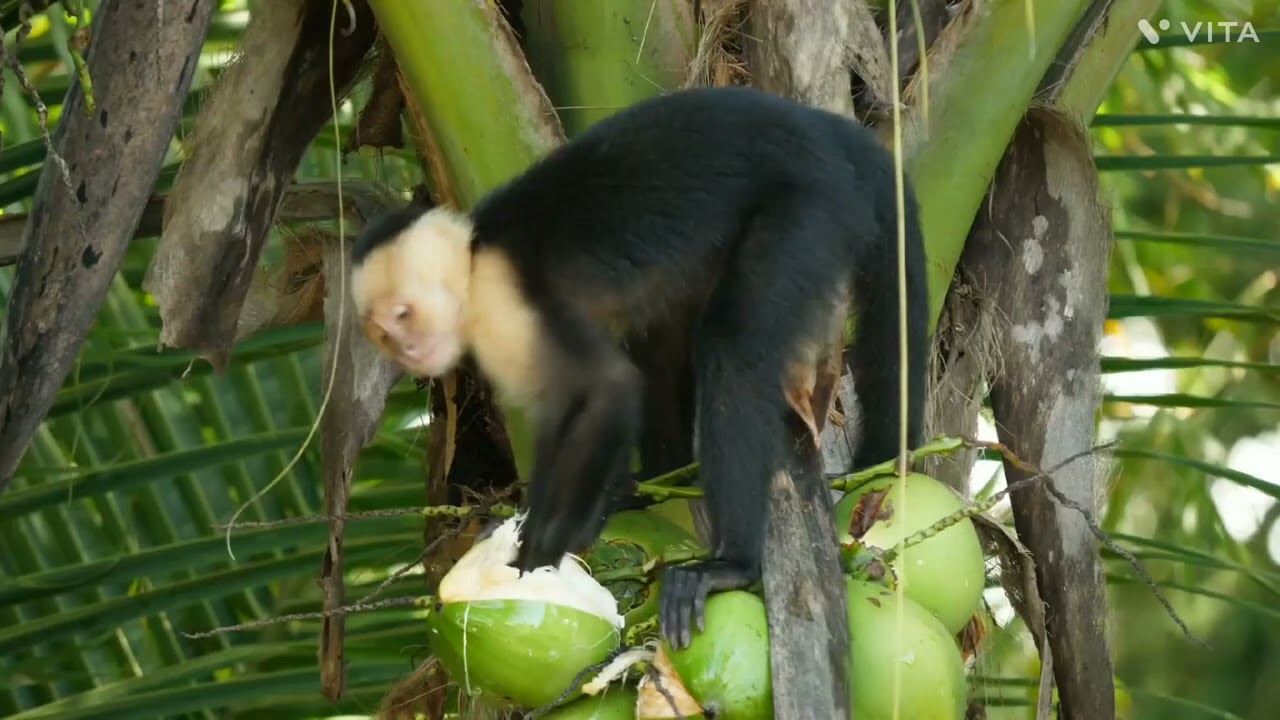 Baby monkey drinking coconut water