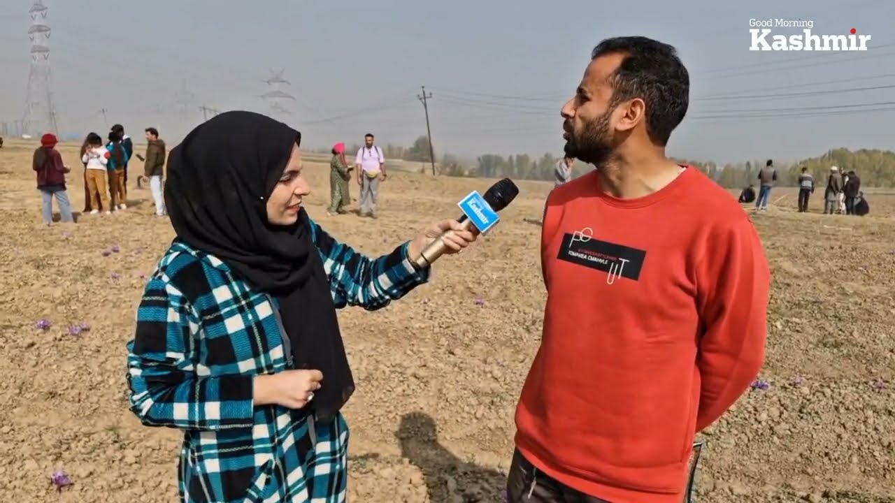 Watch | Harvest season for Pampore's saffron farmers