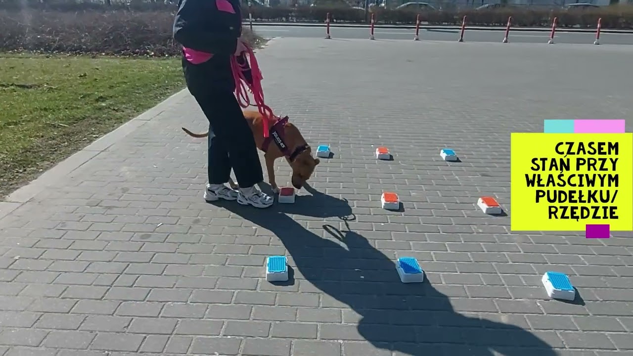 Nosework   nauka ignorowania postawy przewodnika