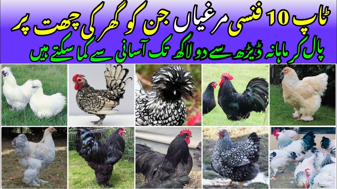 پاکستان میں پائی جانے والی دس اعلی نسل کی فنسی مرغیاں Top 10 fancy hen Breed in Pakistan