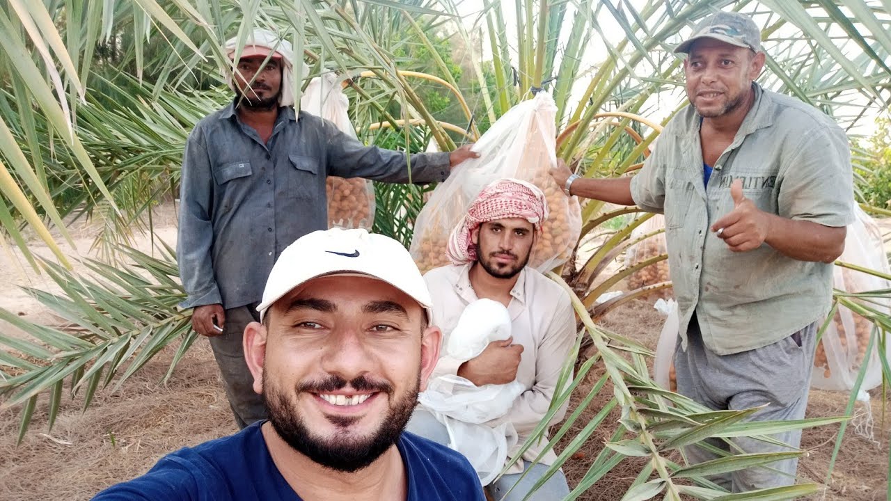 متي يتم تغطيه البلح؟ وفي أي مرحلة من مراحل النمو؟!(البرحي-المجدول-الصعيدي)🌴🌴🌴