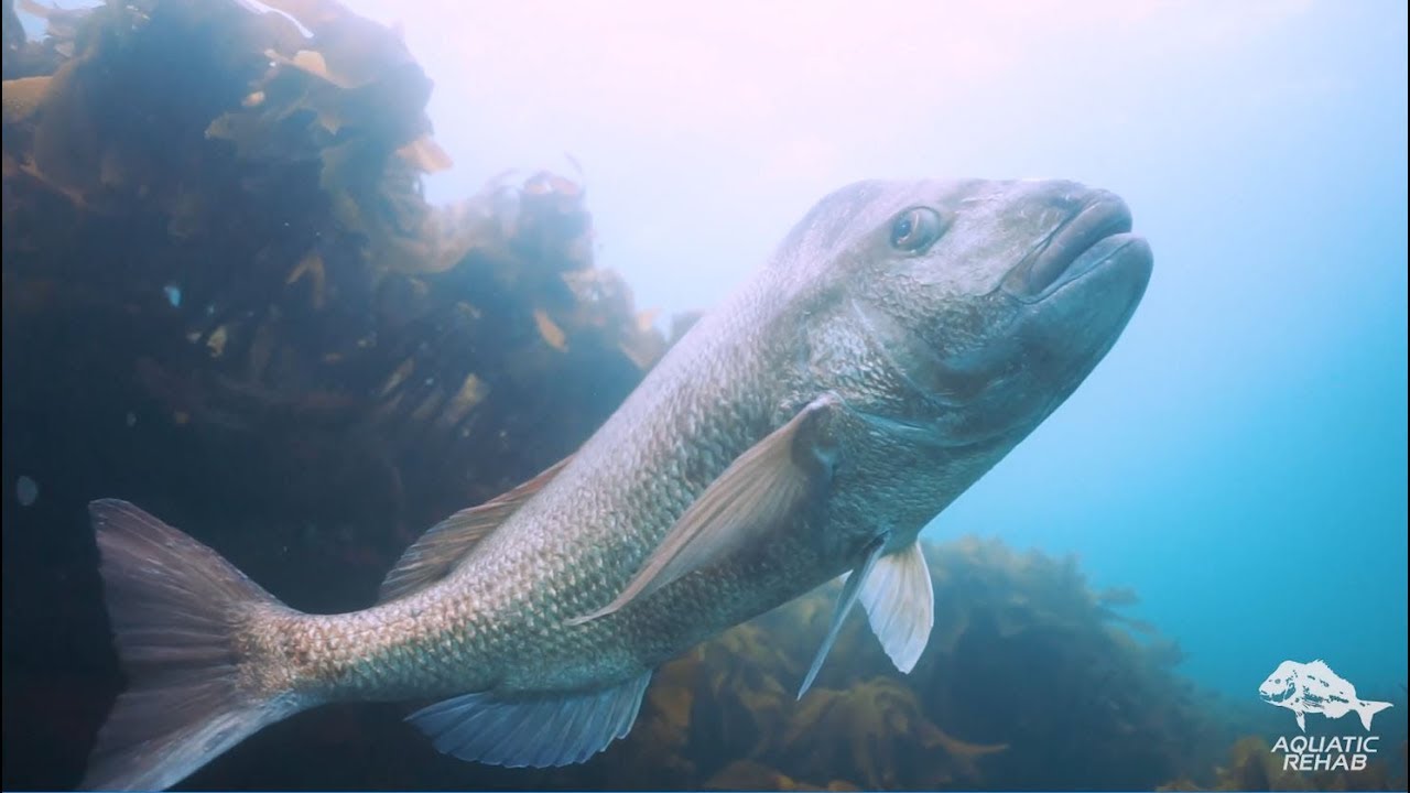 HUGE TAME SNAPPER - Goat Island Marine Reserve in 2.7K - Spring 2019 - New Zealand
