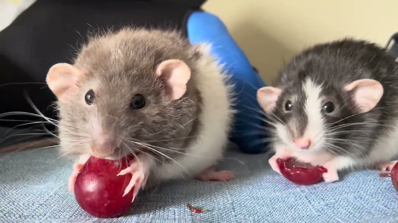 Grapes as a tasty treat - it’s a race to finish first! Nom nom nom 😋 