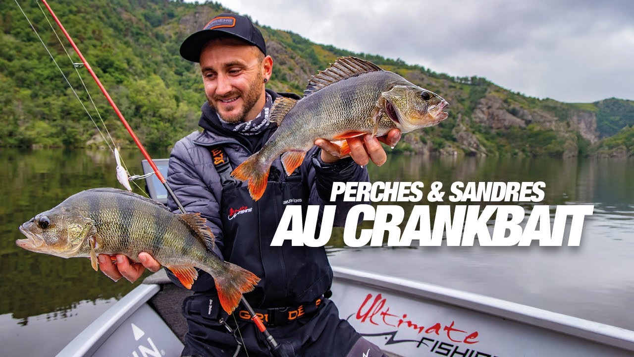 Pêche au crankbait des perches et des sandres avec le B-Switcher de Zip Baits
