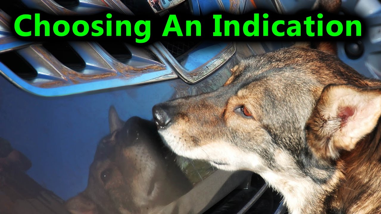 Scent Dog Training, How to Choose An Indication