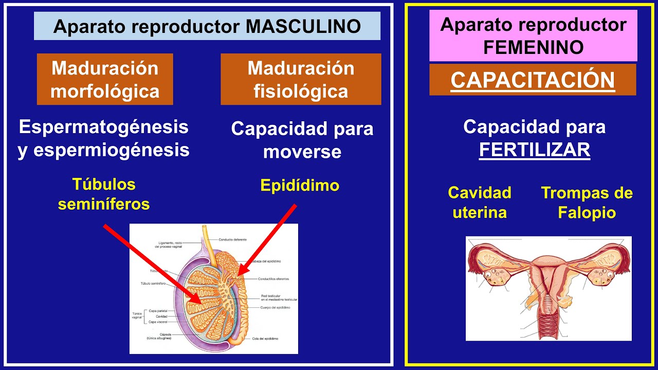 Clase Fecundación, paso a paso por Emmanuel González
