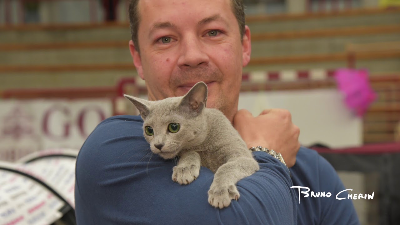 I GATTI PIU' BELLI DEL MONDO A QUILIANO - N°3