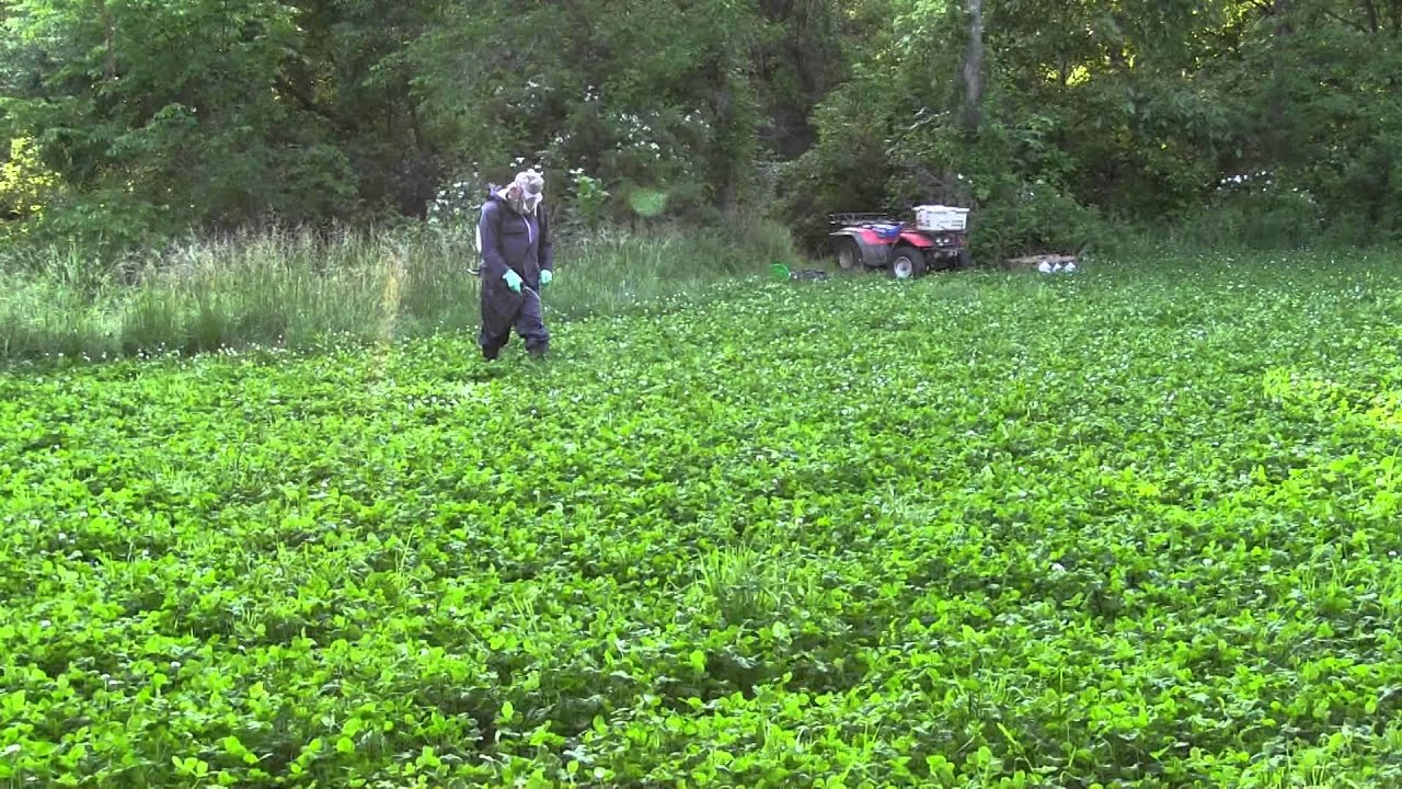 2015 Spraying the Clover and Alfa Rack Plus with Don Mealey