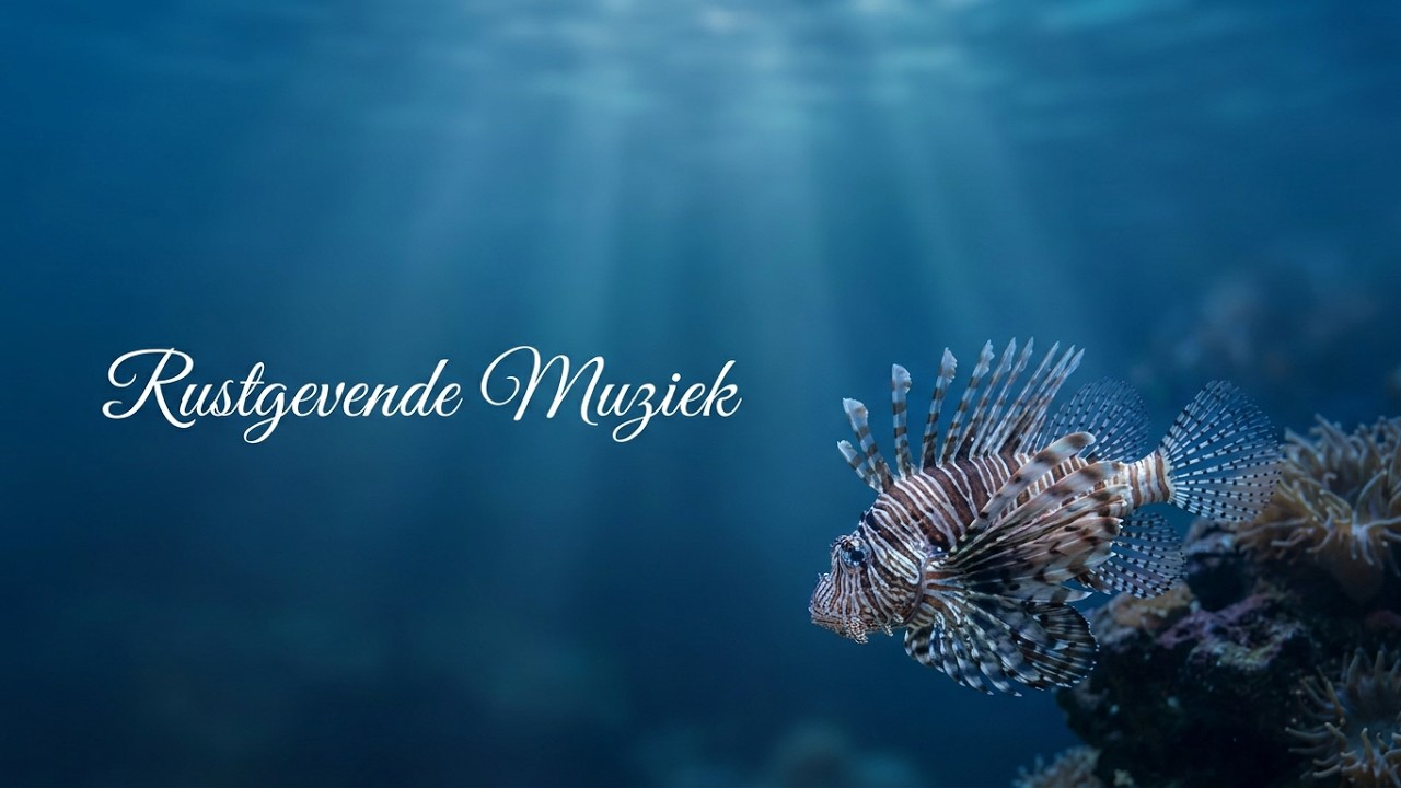 🎵 Aquarium – De Koraalduivel | Tranquility | Rustgevende Muziek