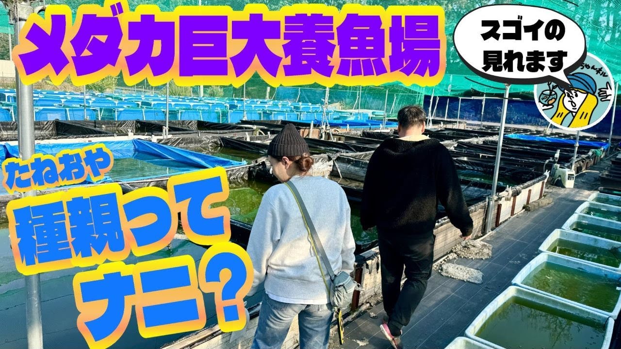 【メダカ】めだかの巨大養魚場の種親メダカは驚愕の個体だった！（真冬のメダカ養魚場はどんな感じ？365日ヤフオク出品中の丸長メダカさんに潜入）