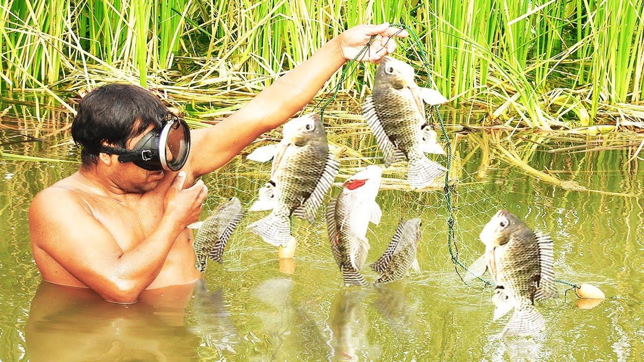 Pescando Grandes Tilapias con Trasmallo
