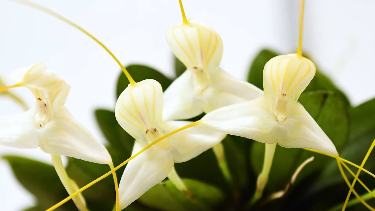 Orqu&iacute;dea Masdevallia xanthina
