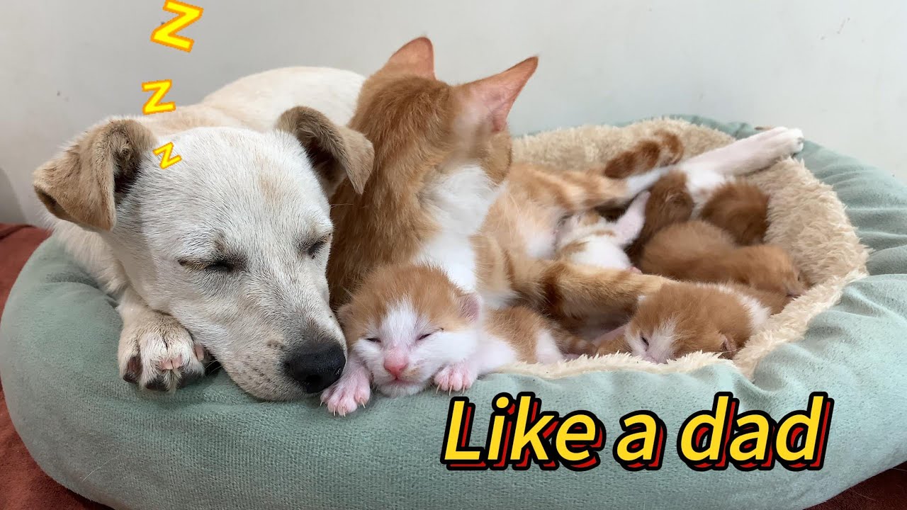 Unbelievable! The puppy became a good cat dad and protected the mother cat and kittens! So funny!