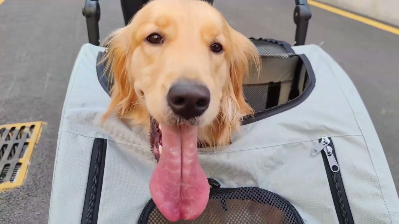 P-XL121  Mr. Morice Approved This BingoPaw Dog Stroller When Outside Relax