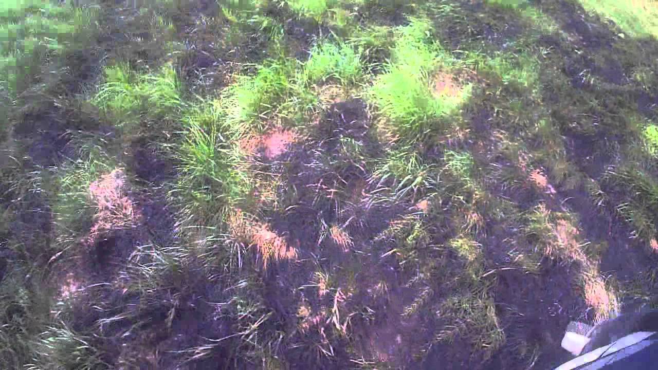 Oczami strażaka - OSP Domecko - pożar nieużytków Domecko [HELMET CAM]