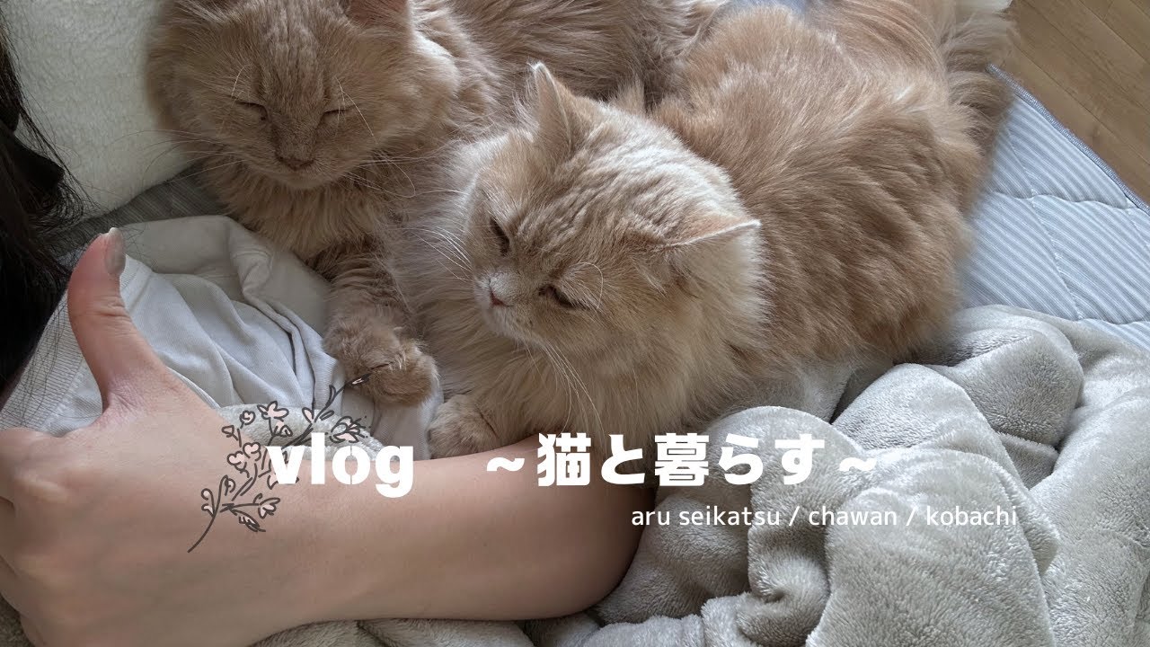vlog:好きピがくるからおでんを作る / 2段ベッドとお別れします