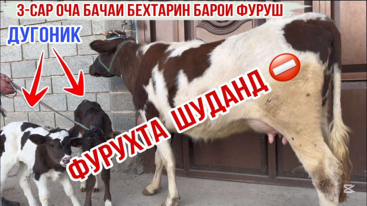 3-САР ОЧА БАЧАИ БЕХТАРИН БАРОИ ФУРУШ 21 февраля 2026 г.