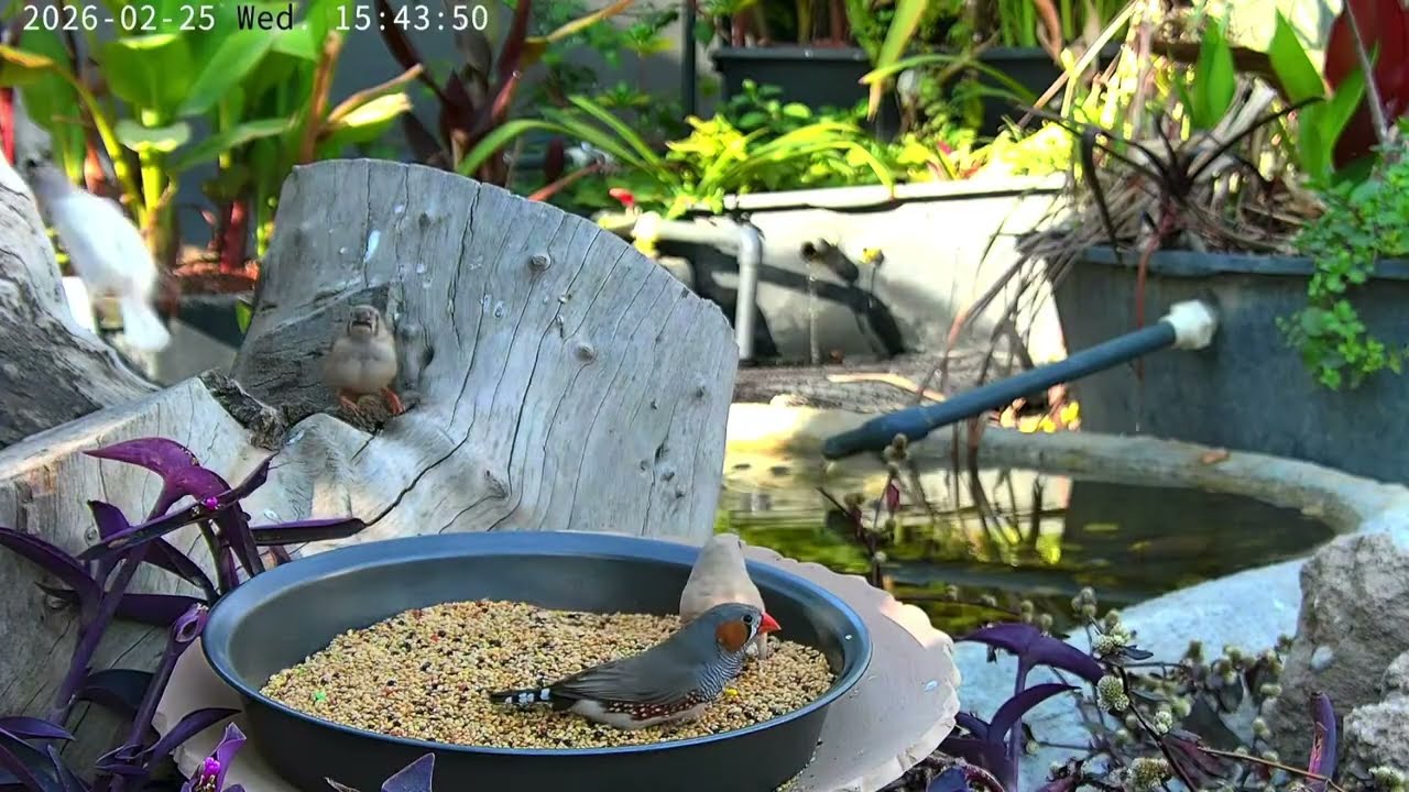 Softbills birds aviary livestream