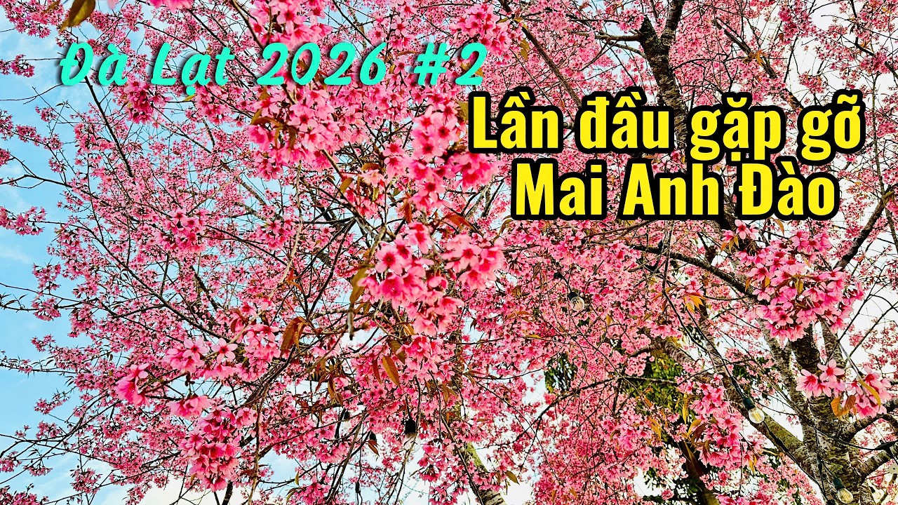 Ngắm Mai Anh Đào ở nhà thờ Tin Lành Nguyễn Văn Trỗi và dốc Lê Đại Hành - Đà Lạt 2026 P2