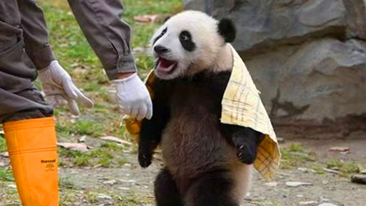 Animals Always Find a Way To Be Hilarious! 🤣 Funny Animal Videos 2026