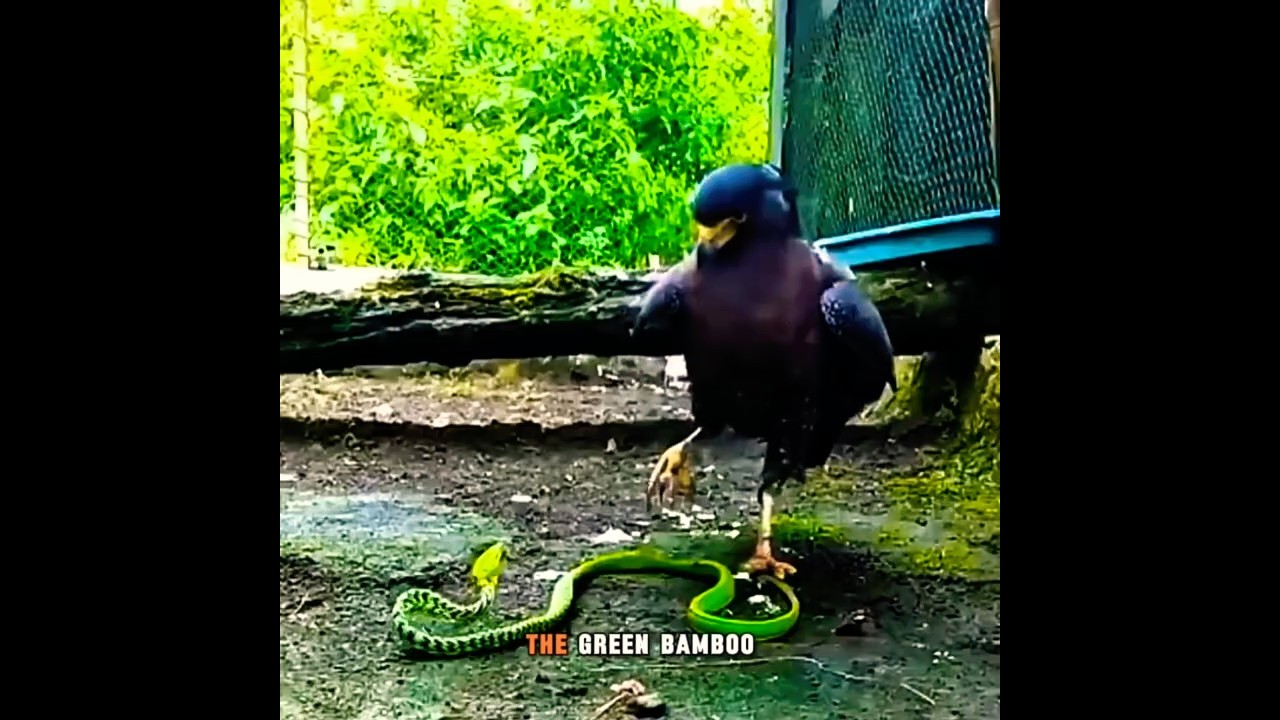 The Most Incredible Rivalries in Nature