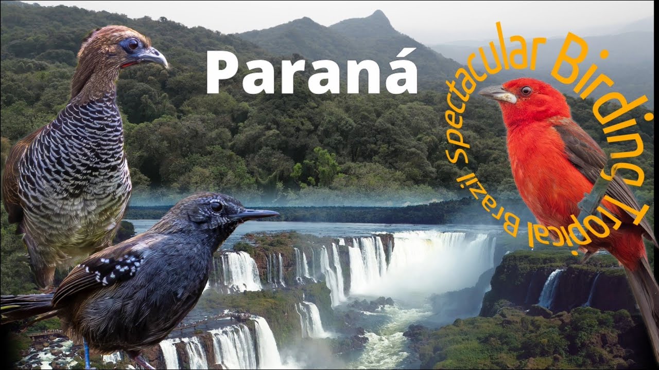 Birding Paraná From Coastal Wetlands to Iguaçu Thunderous Falls @Spectacular Birding Tropical Brazil