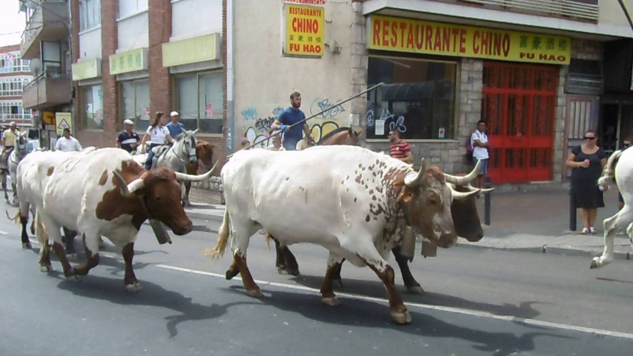 Traslado de Bueyes Fiestas de Colmenar Viejo Agosto 2016