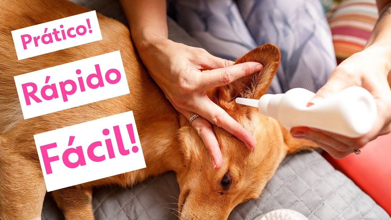 Como Limpar o Ouvido | Orelha do seu Cachorro | Cão