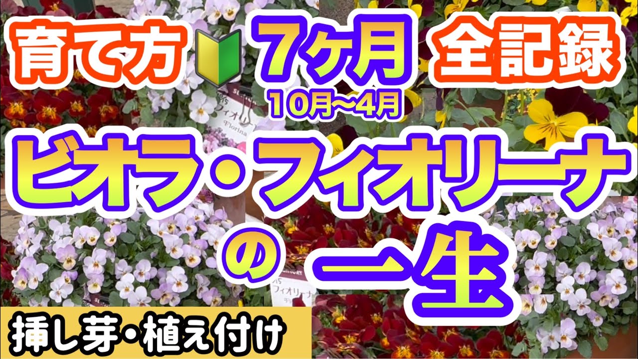 【フィオリーナの一生】【農家さん直伝ビオラ裏技】挿し芽がすごかった