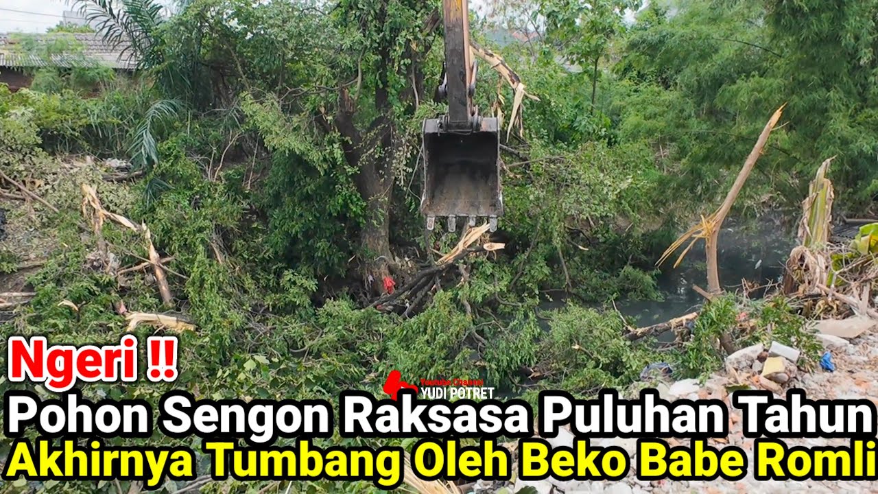 Ngeri‼️Pohon Raksasa Puluhan Tahun Akhirnya Tumbang Oleh Excavator Babe Romli