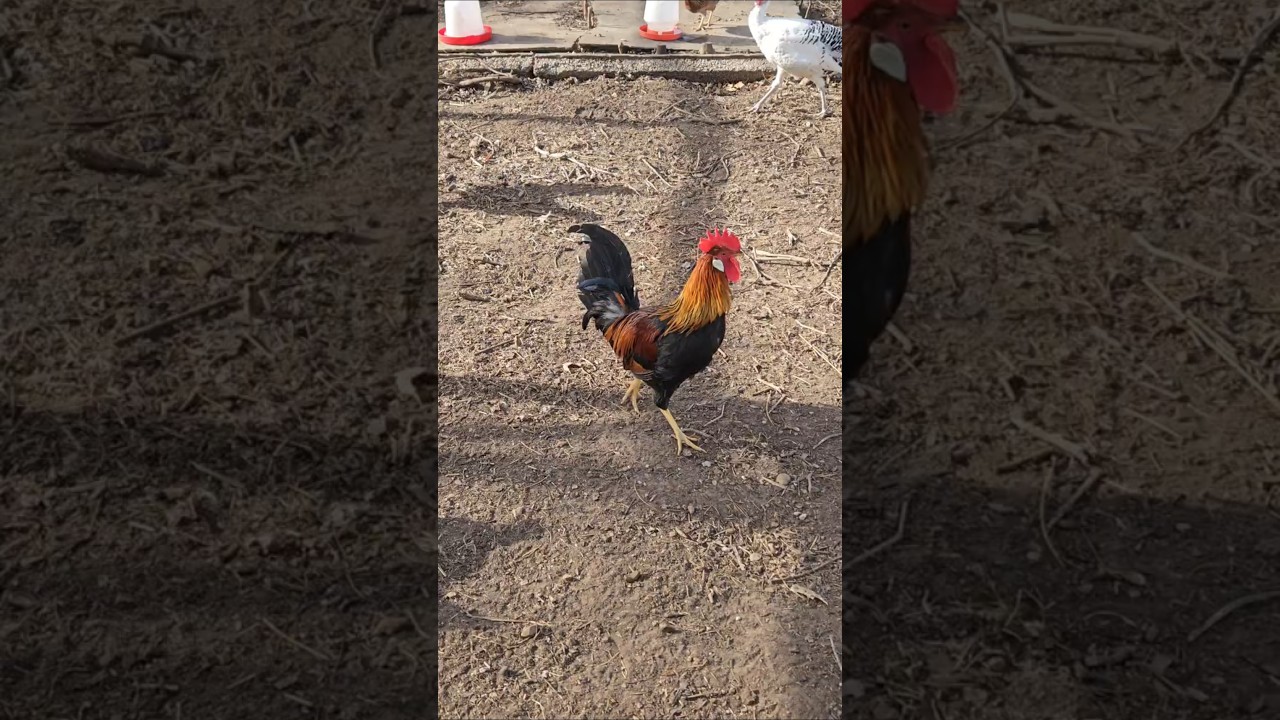The Roosters are so pretty