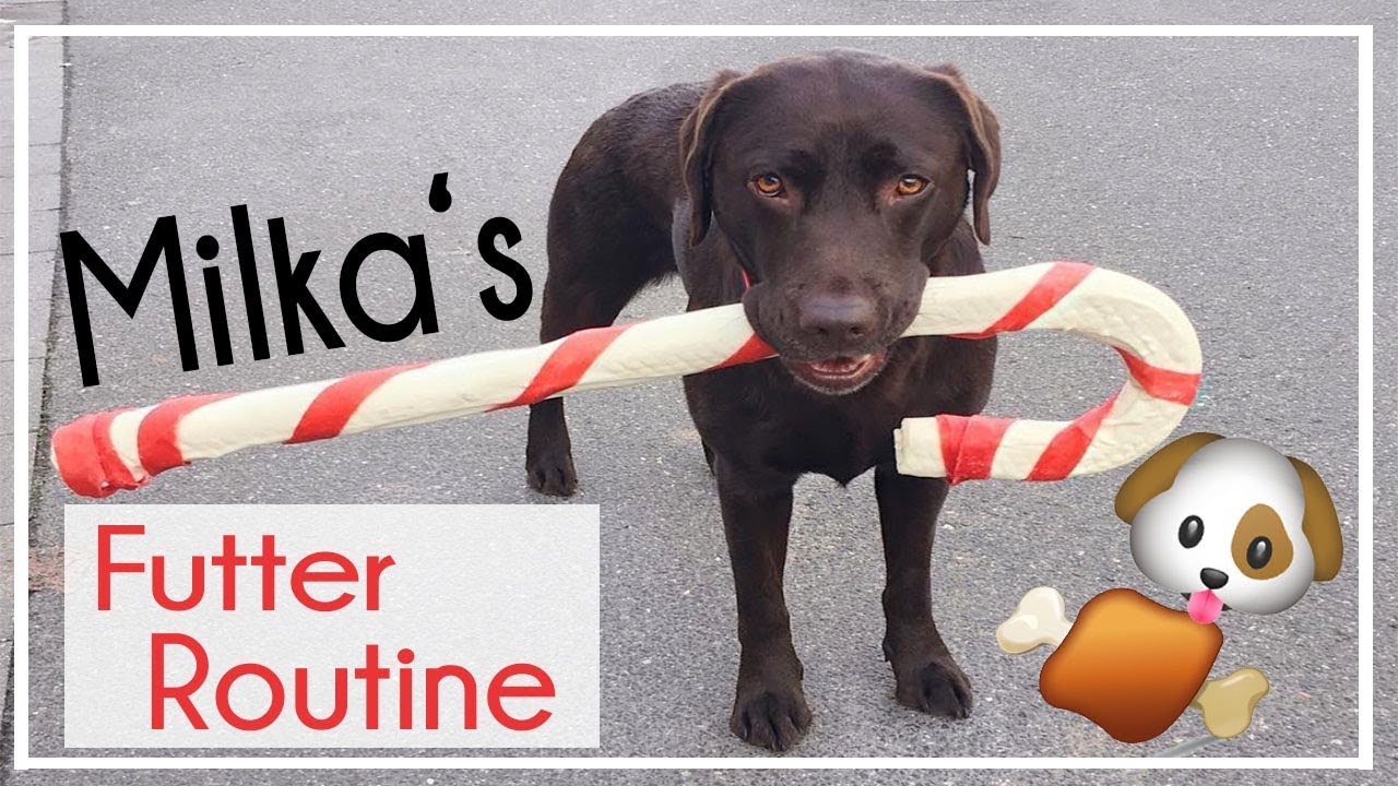 ♡ Milka Mittwoch  ♡ Milka's Futter Routine ♡ KaroLovesMilka