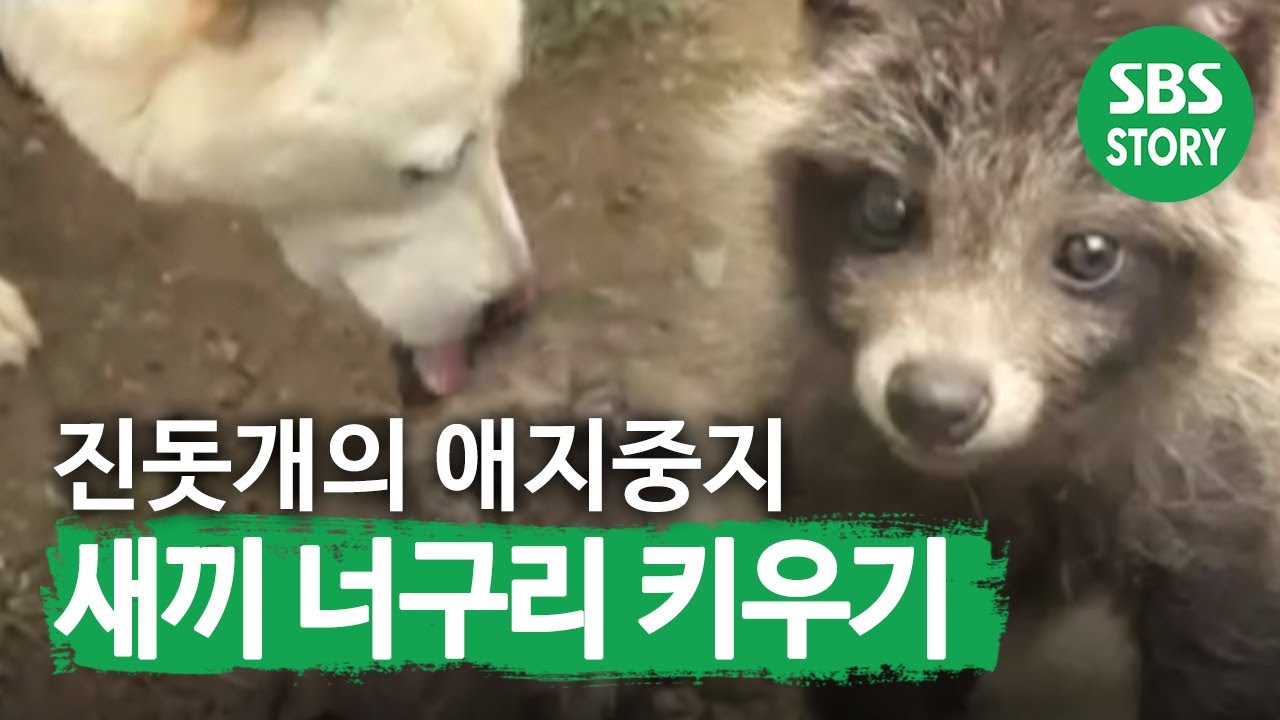 진돗개 가을이의 애지중지 ‘너구리 업둥이’ 사랑! I TV동물농장 (Animal Farm) | SBS Story