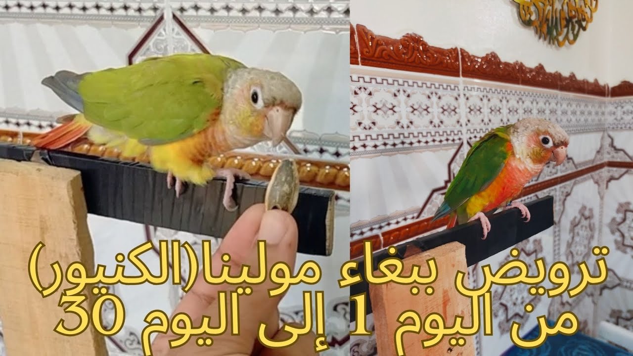 ترويض ببغاء مولينا : الكنيور conure bird