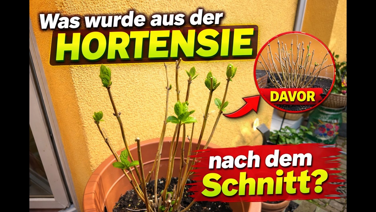 so w&auml;chst die Hortensie nach dem richtigen R&uuml;ckschnitt !