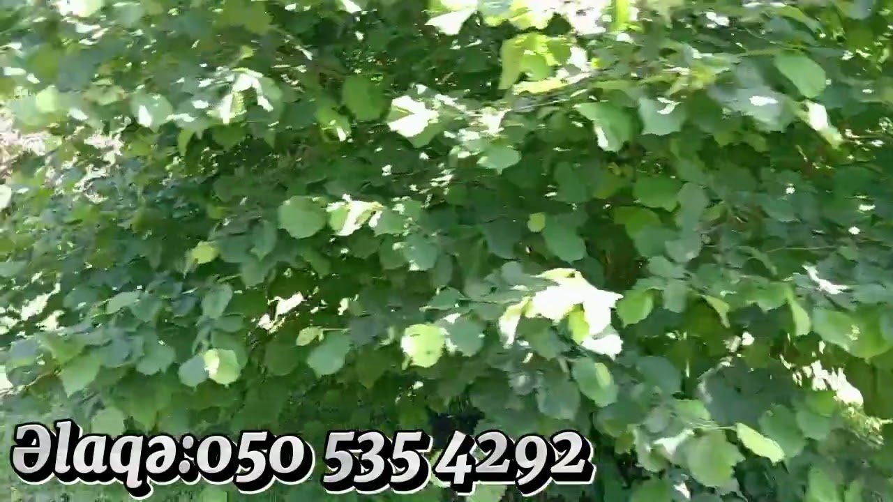 Balakən rayonu Kortala kəndində 19 min azn-ə  Fındıq Bağı satışa çıxarılıb.