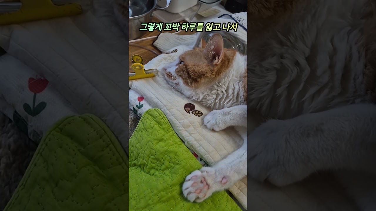 나의 계절이, 작은 생명이 보여준 의지 | 고고고하우스 #계절이 #고양이 #길냥이구조 #catlove