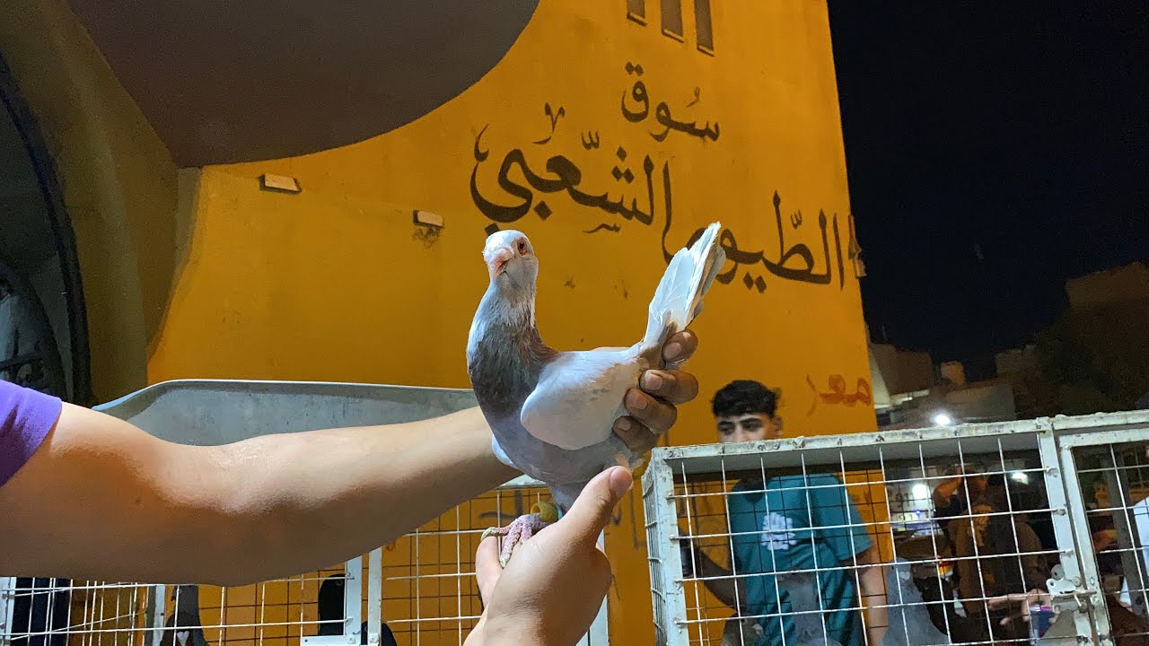 اجمل واندر سلاله من الحمام الشامي 🤔🔥في سوق الزرقا الشعبي للطيور 🇯🇴