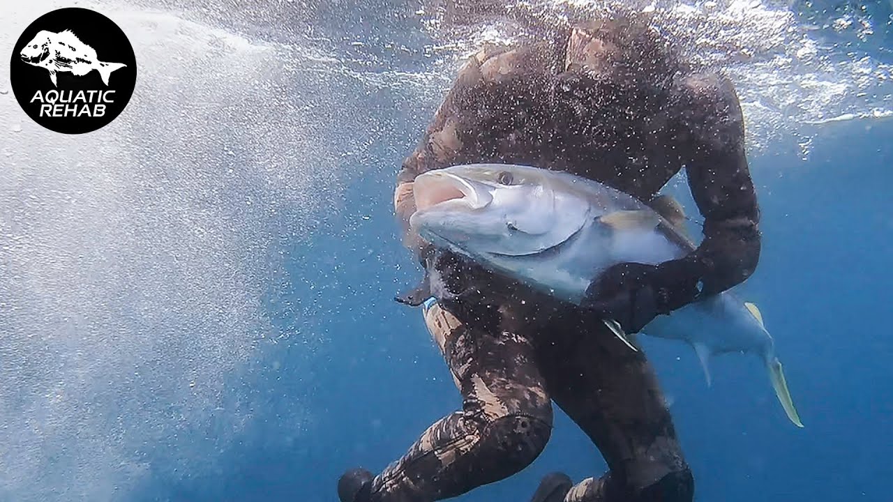 KINGFISH Everywhere! - Coromandel Part 2