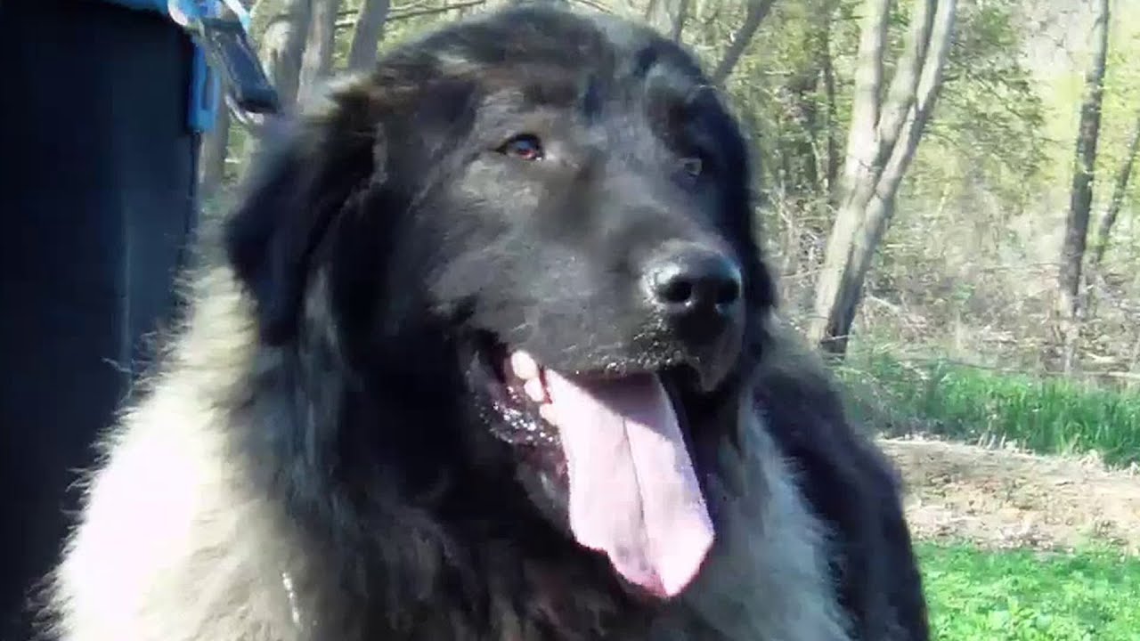 You Won’t Believe How Gorgeous This Dog Is – Part 2