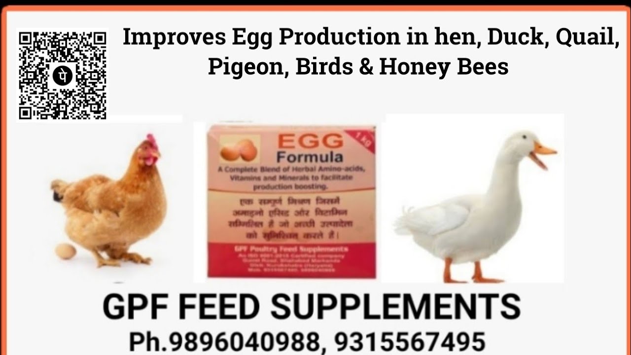 Egg Formula/ Improving egg production / Hens/ मुर्गी पालन