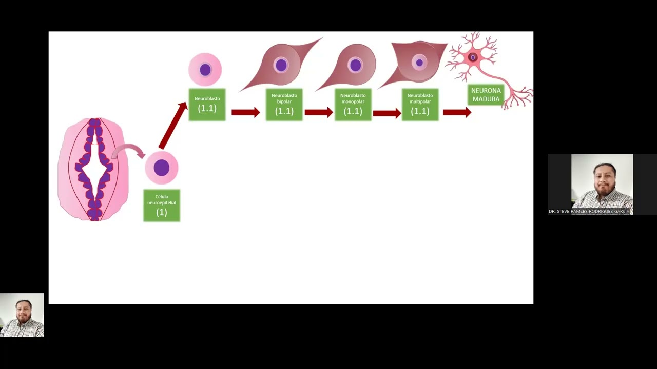 NEUROANATOMÍA-NEUROHISTOLOGÍA  2